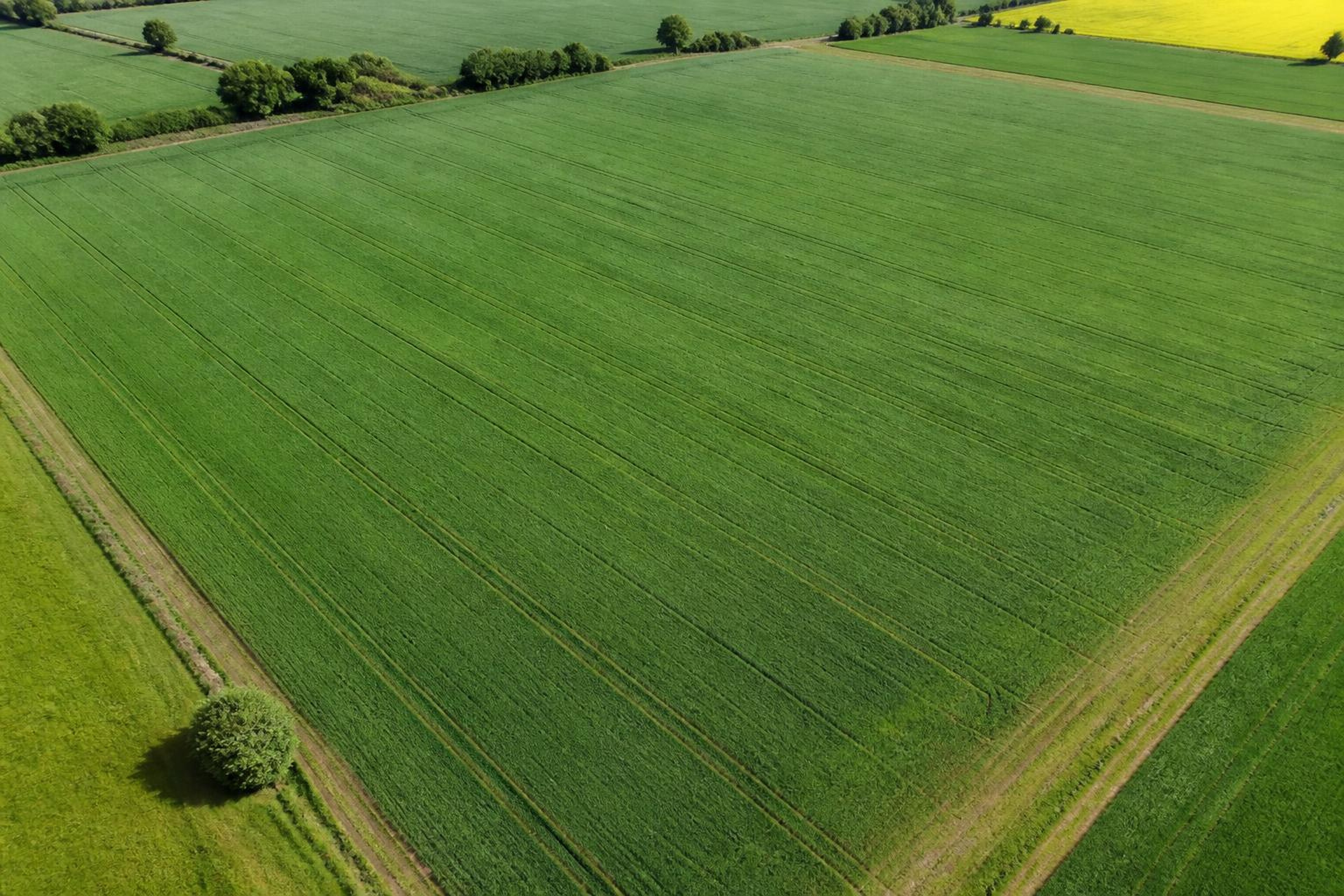 Targeted drone fertilizing — After