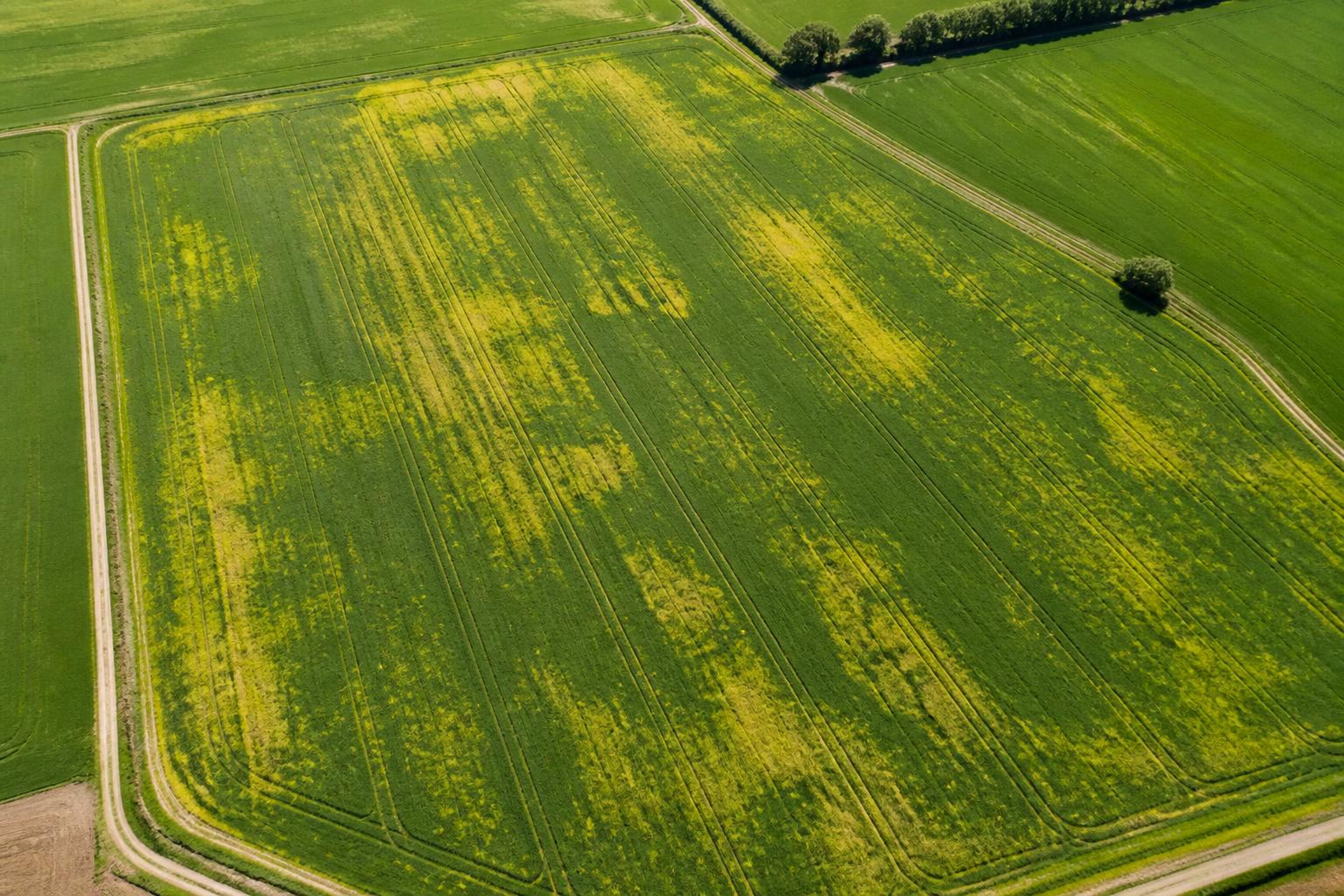 Targeted drone fertilizing — Before