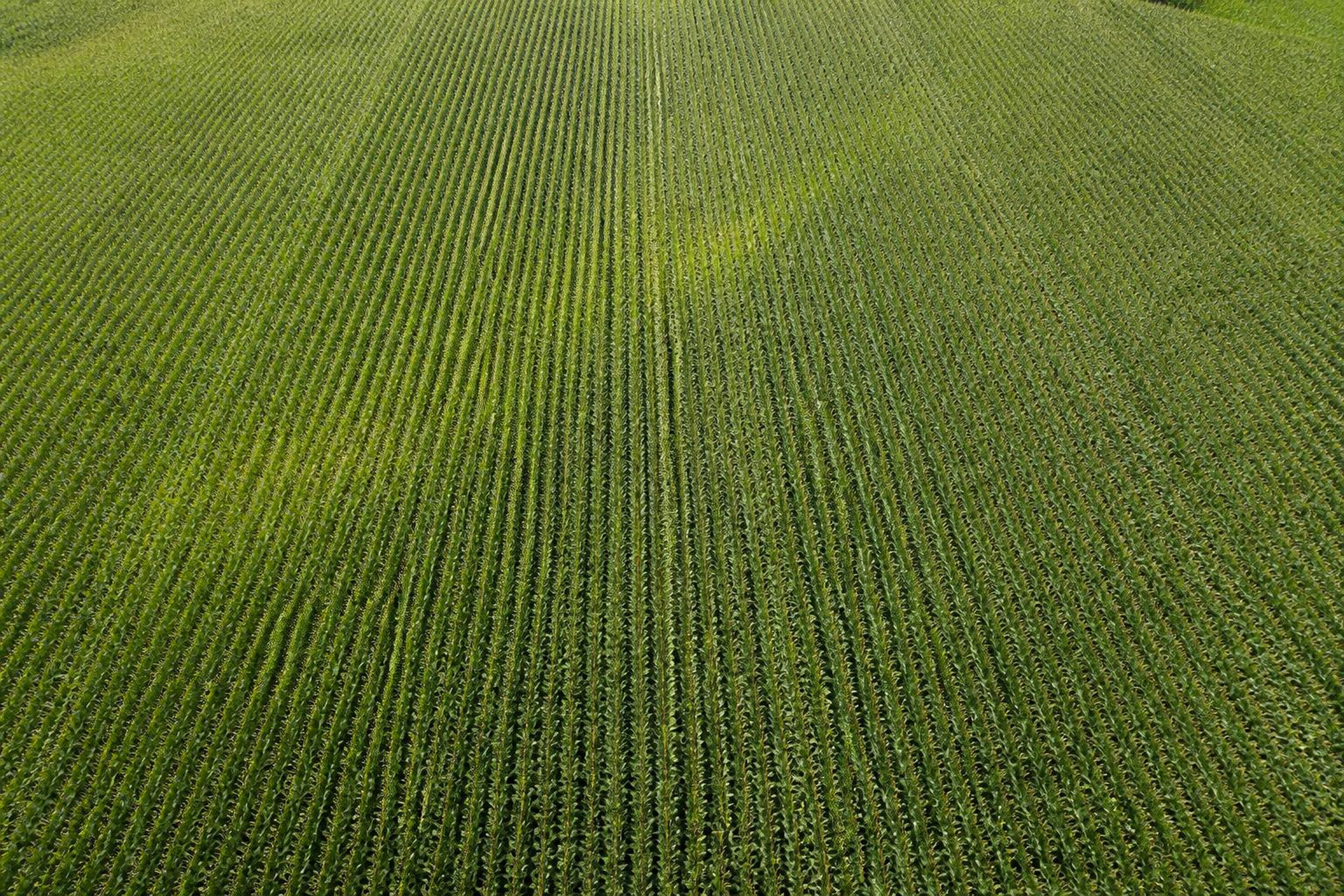 Seasonal crop monitoring — Before